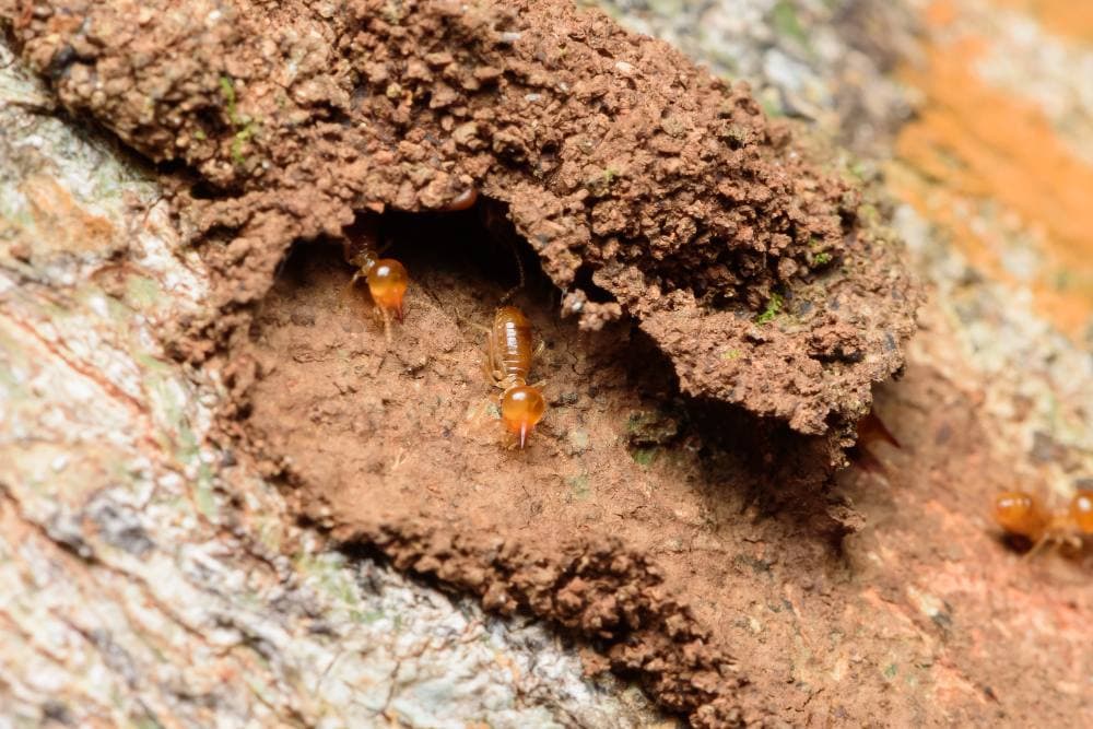 Tampilan close-up beberapa rayap berkepala oranye dan bertubuh pucat yang merayap di terowongan tanah kasar berwarna cokelat yang dibangun menempel pada permukaan kulit pohon yang bertekstur. Rayap-rayap tersebut sedang keluar dari lubang terowongan.